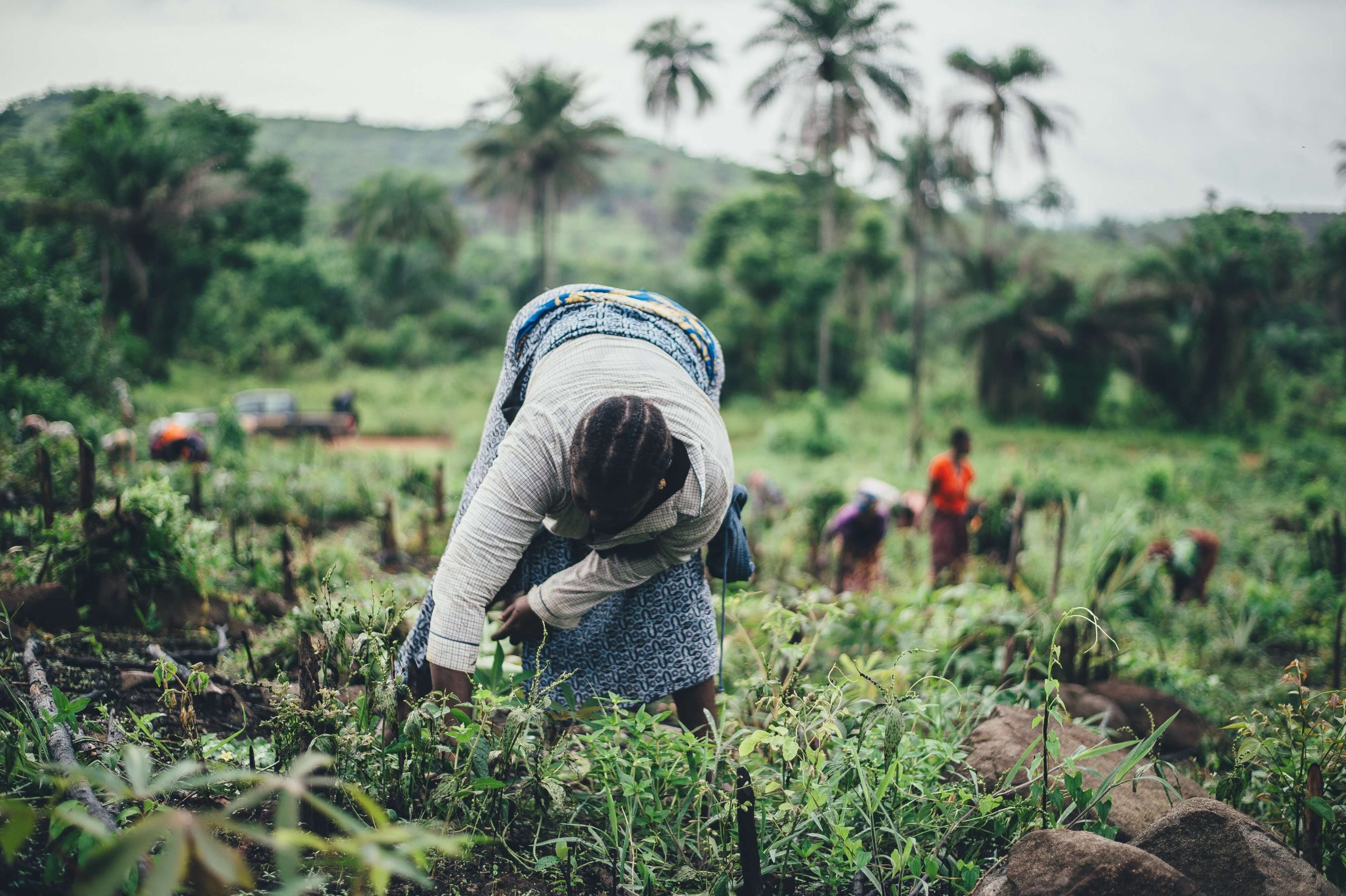 Woman Bending Down to Tend Crops